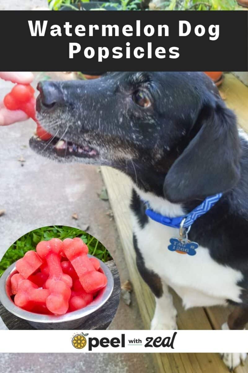 Dog eating a popsicle