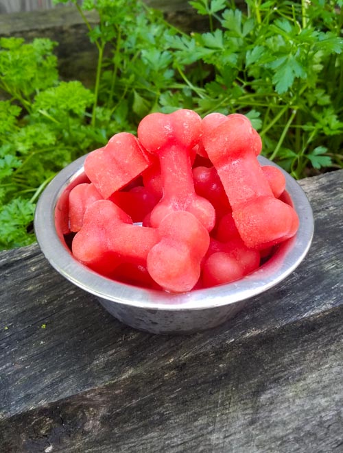 watermelon DIY dog popsicles