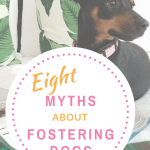 fostering dogs facts