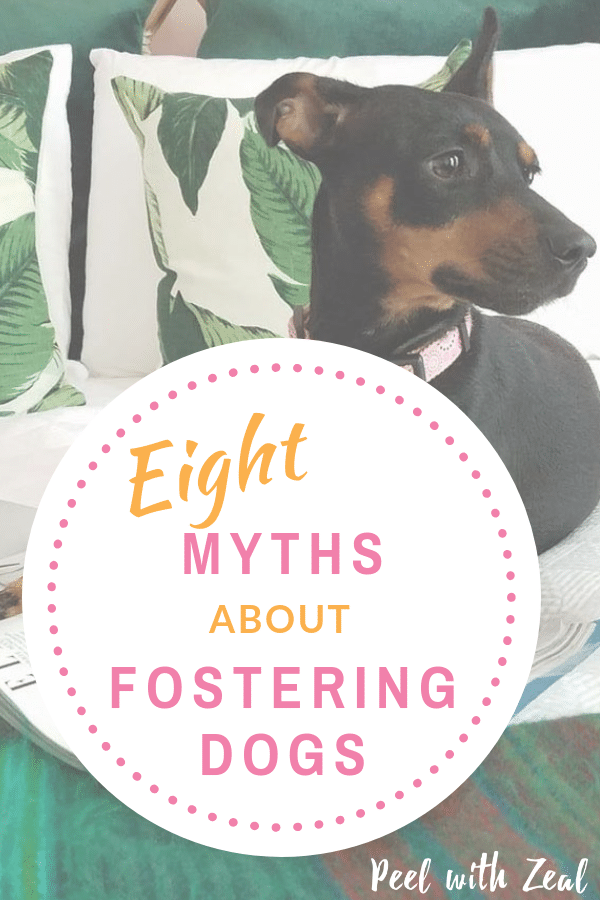 Have you ever considering adopting or fostering dogs from your local shelter? Let’s dispel the myths and get down to the real facts about rescue dogs! You can be foster, it is easier than you think. No myths, just facts. Volunteer and help an animal in need. #adoptadog #dogs #dogtraining #adopting #foster #fostering #dogtricks #dogcare #adoptinganewpet