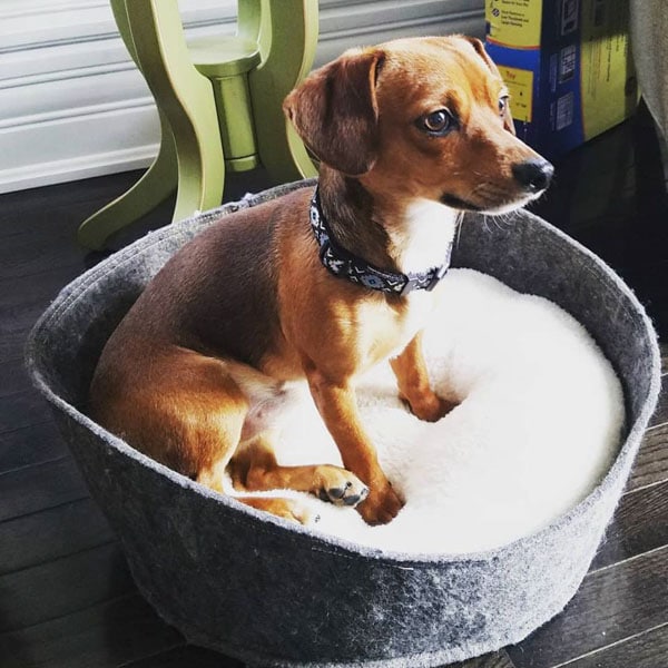 chiweenie rescue dog