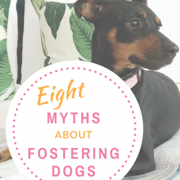 truth about fostering dogs