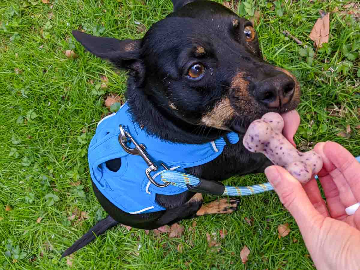 dog eating DIY frozen treat