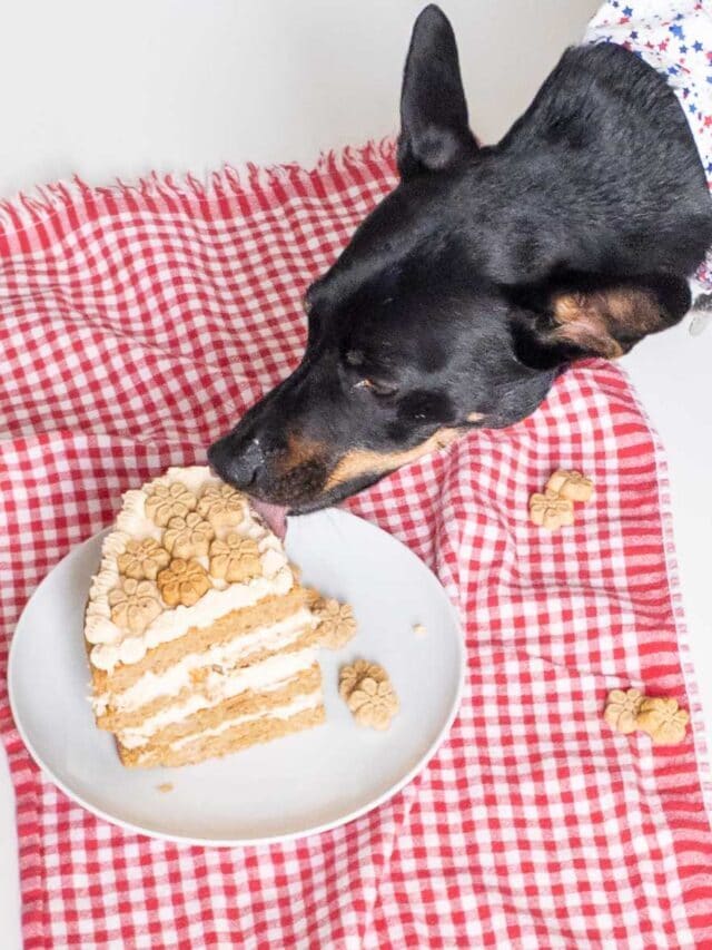 cake for a dog