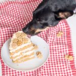 dog eating a borthay cake