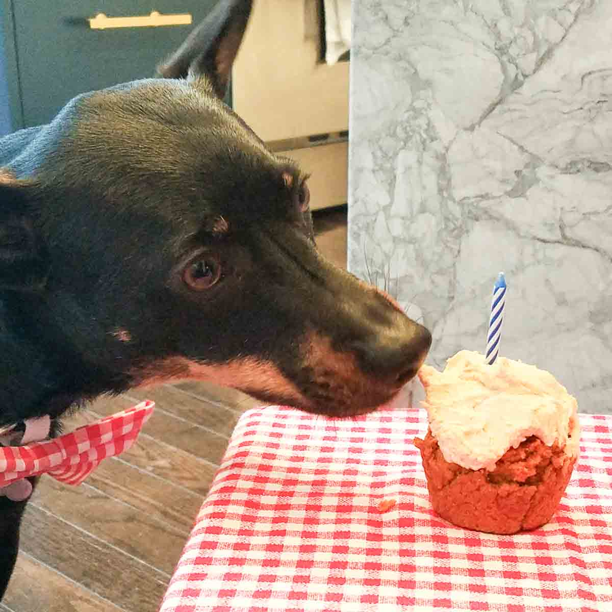 dog and a cupcake 