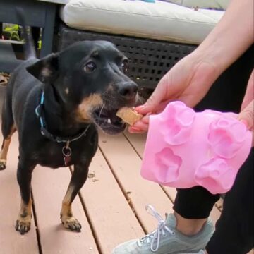 Small dog eating a frozen dog treat.