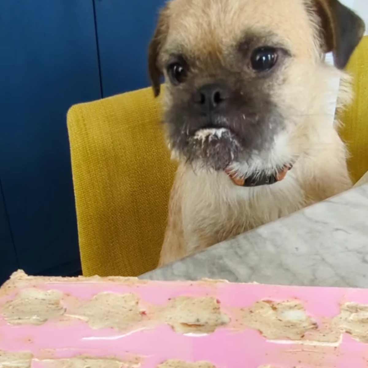 Small dog with frozen treats in a tray.