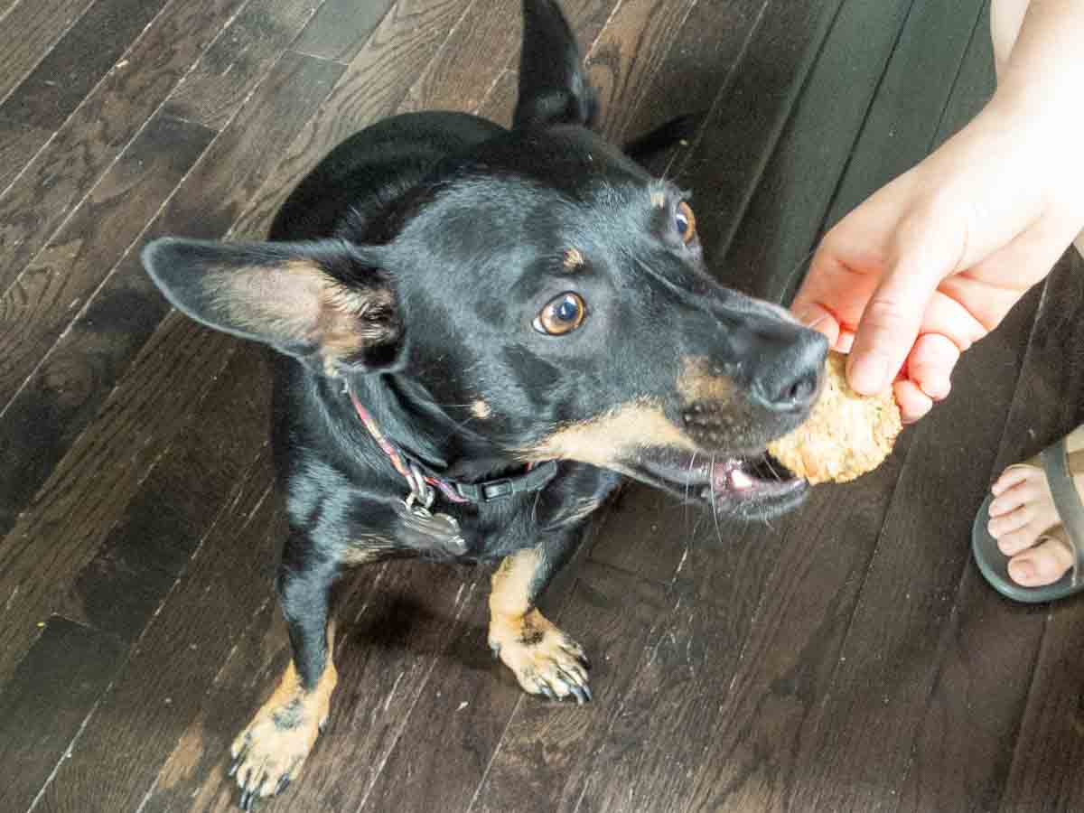 dog eating homemade treat