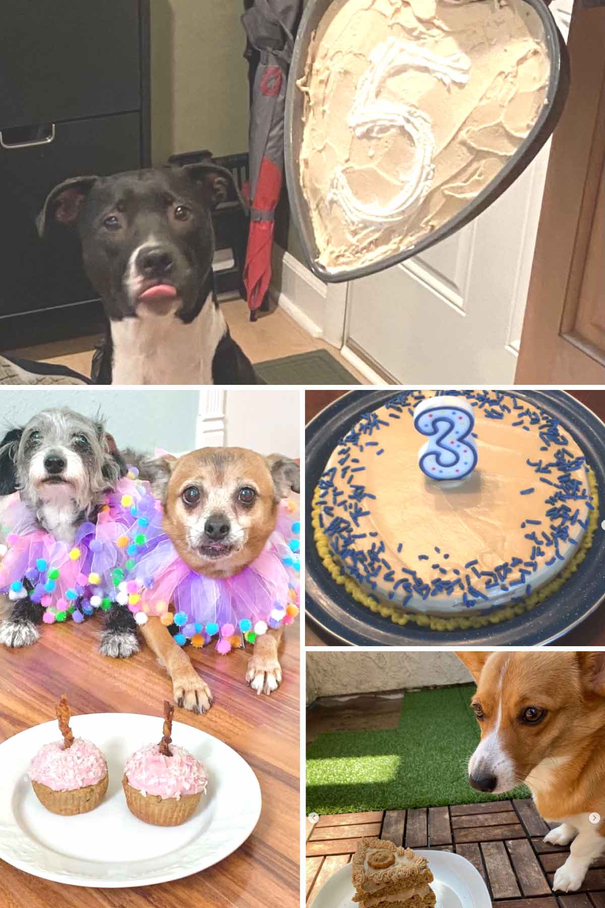 more dog birthday cake examples