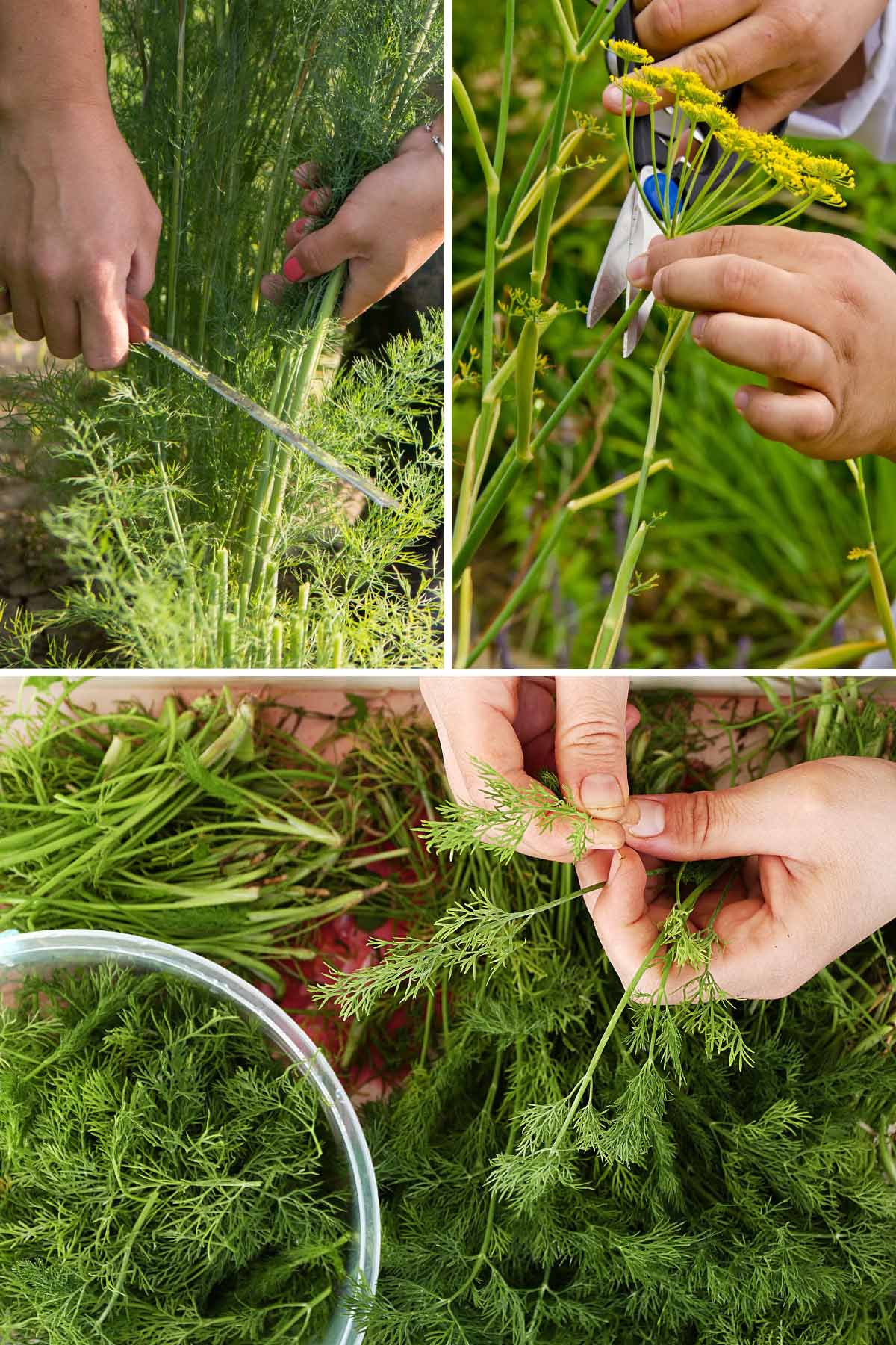Person cutting dill in herb garden.