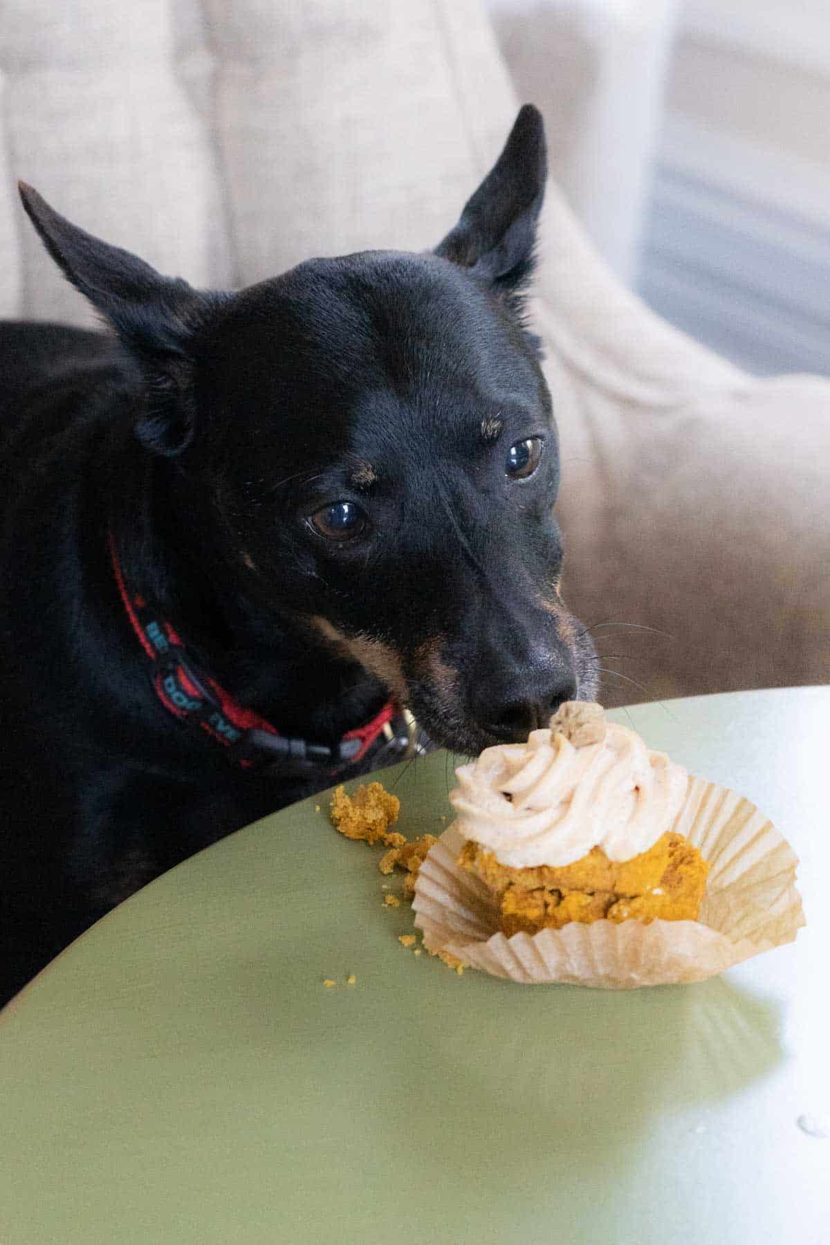A puppy eating a doggie cupcake.
