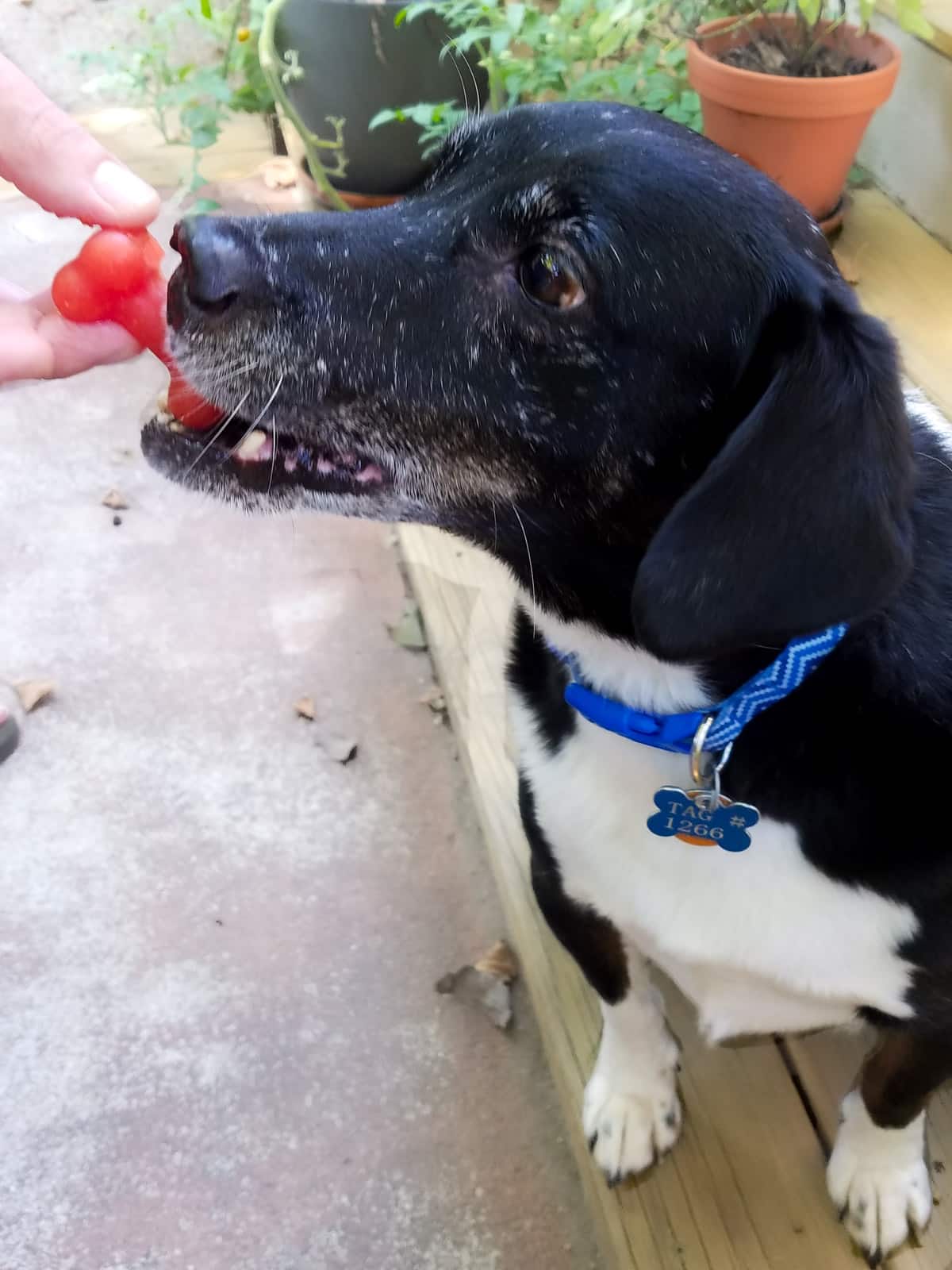 Feeding a dog a frozen dog treat.