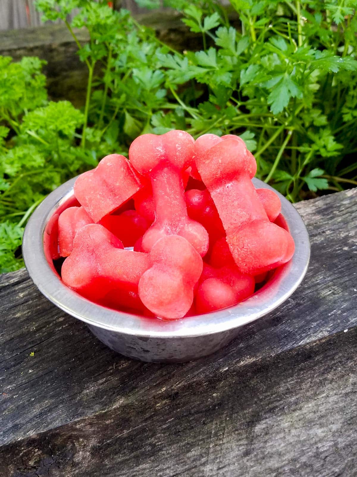 Dog popsicles in a bowl on a bench.