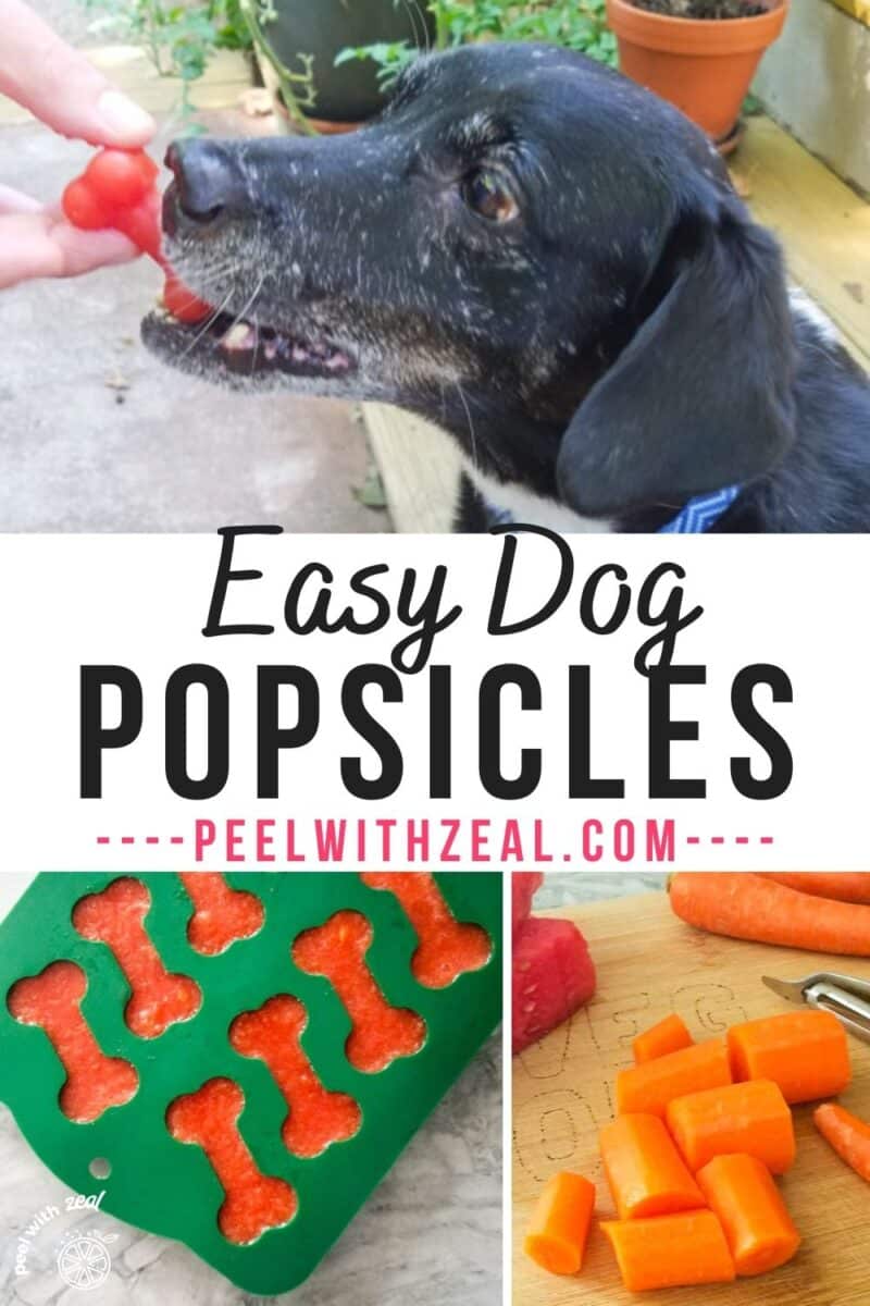 Dog eating a popsicle.