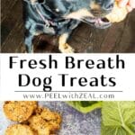 A dog eating a Homemade Breath Mint Dog Treat.