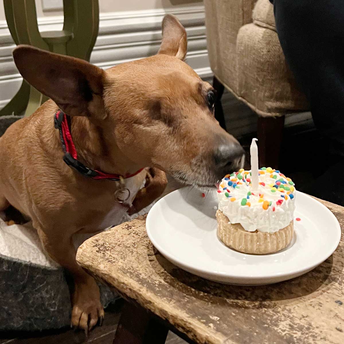 Small dog eating a homemade dog treat.